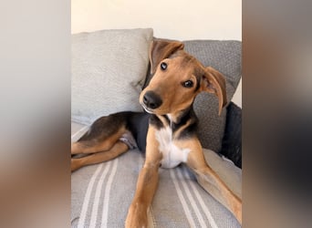 Rio sucht sein Rudel