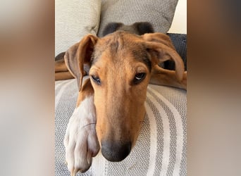 Junger Kämpfer Rio sucht sein Körbchen