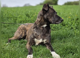 Spike wartet auf seine Menschen