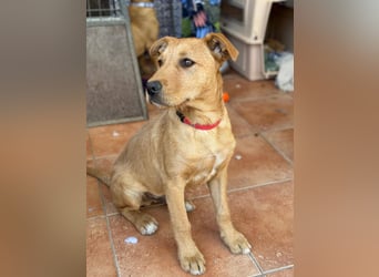 Scruffy sucht seine Dosenöffner