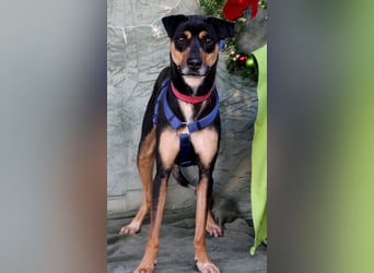 Neujahrswunsch von Mawi. Ein zuhause