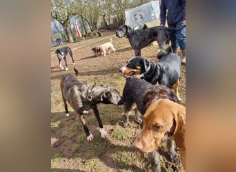 Spike wartet auf seine Menschen