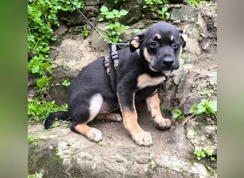 MAEVE wünscht sich ihr eigenes Körbchen