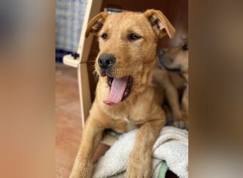 Scruffy sucht seine Dosenöffner