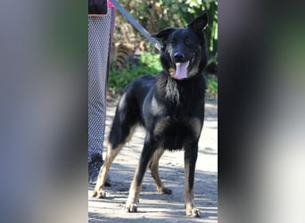 Liebenswerter BRUNO sucht dich zum Kuscheln