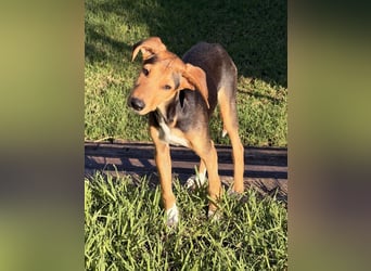 Rio sucht sein Rudel