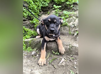 MAEVE wünscht sich ihr eigenes Körbchen