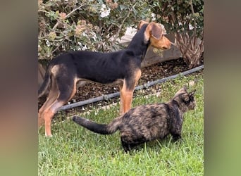 Junger Kämpfer Rio sucht sein Körbchen