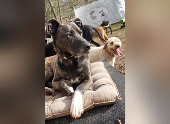 Spike wartet auf seine Menschen