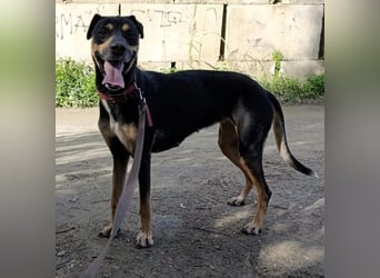 Neujahrswunsch von Mawi. Ein zuhause