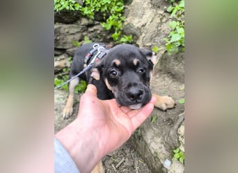 MAEVE wünscht sich ihr eigenes Körbchen