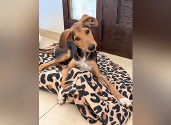 Rio sucht sein Rudel