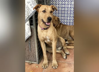 Scruffy sucht seine Dosenöffner