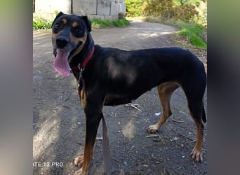 Neujahrswunsch von Mawi. Ein zuhause