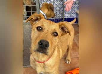 Scruffy sucht seine Dosenöffner