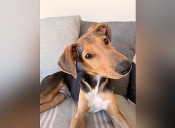 Junger Kämpfer Rio sucht sein Körbchen