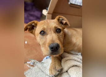 Scruffy sucht seine Dosenöffner