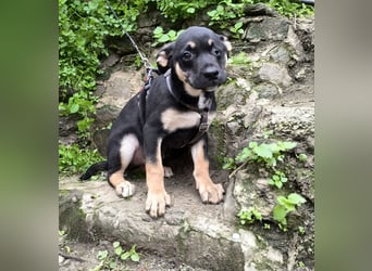 MAEVE wünscht sich ihr eigenes Körbchen