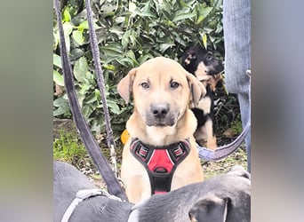 MAVERICK ist bereit für seine Familie