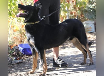 Liebenswerter BRUNO sucht dich zum Kuscheln