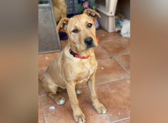 Scruffy sucht seine Dosenöffner