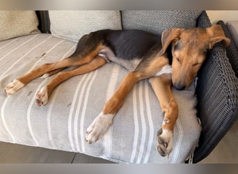 Rio sucht sein Rudel