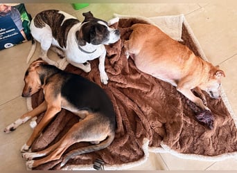 Rio sucht sein Rudel