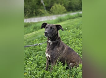 Spike wartet auf seine Menschen