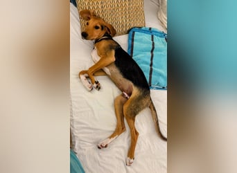 Junger Kämpfer Rio sucht sein Körbchen