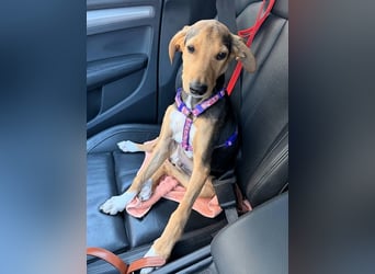 Rio sucht sein Rudel