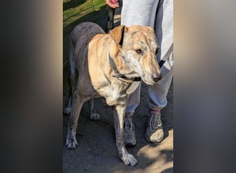 Draco wartet auf seine 2. Chance