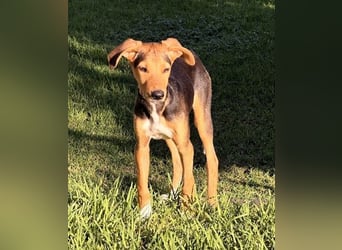 Junger Kämpfer Rio sucht sein Körbchen