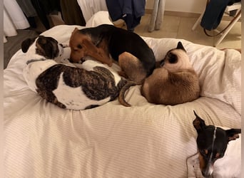 Rio sucht sein Rudel