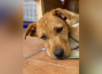 Scruffy sucht seine Dosenöffner