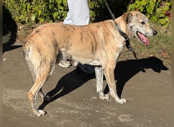 Draco wartet auf seine 2. Chance