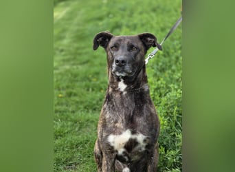 Spike wartet auf seine Menschen