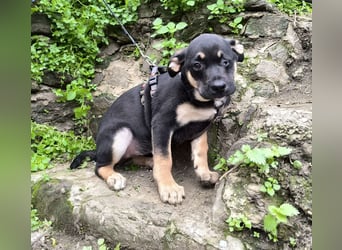 MAEVE wünscht sich ihr eigenes Körbchen