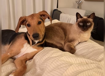 Rio sucht sein Rudel