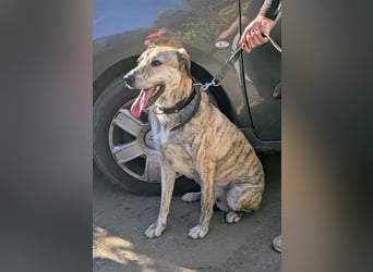 Draco wartet auf seine 2. Chance