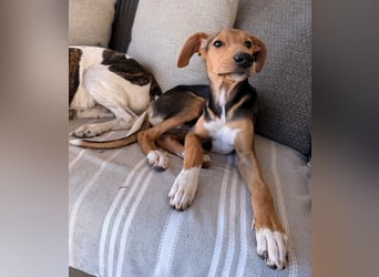 Junger Kämpfer Rio sucht sein Körbchen