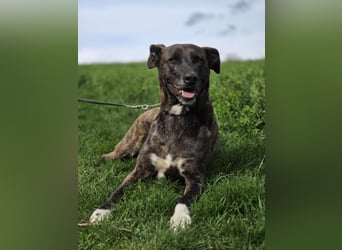 Spike wartet auf seine Menschen