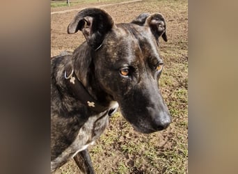 Spike wartet auf seine Menschen