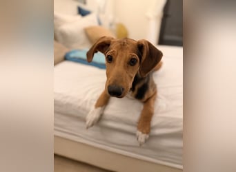 Rio sucht sein Rudel