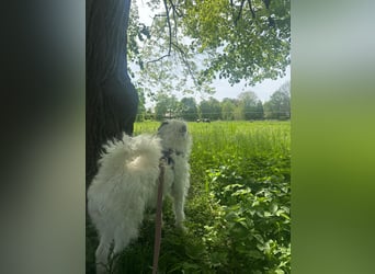 MATTI - verspielt & neugierig