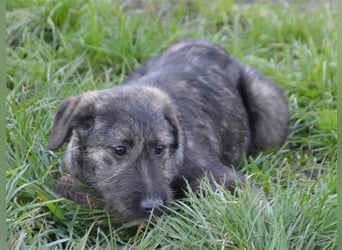 Maja sucht ihre Familie