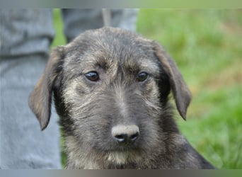 Maja sucht ihre Familie