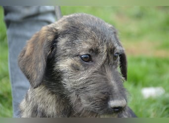 Maja sucht ihre Familie