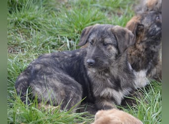 Maja sucht ihre Familie