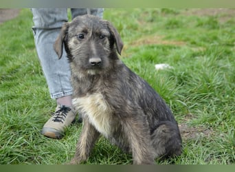 Maja sucht ihre Familie