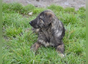 Maja sucht ihre Familie